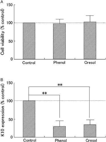 Figure 4. Physiological effect of phenols on cultured keratinocytes. Monolayer-cultured normal human epidermal keratinocytes were subjected to 20 nmol/ml phenol (Phenol), 20 nmol/ml p-cresol (Cresol), or distilled water (Control) in equal volumes for 3 days. On day 3, (A) cell viability indicated by tetrazolium salt color reaction to metabolism, and (B) keratin 10 protein (K10) expression level indicated by western blot analysis were measured. Three independent experiments were carried out. Percent control for each was calculated and is plotted as mean and SD for the three. The statistical significance of differences observed among the three groups was determined by the Tukey test and is indicated as **p < 0.01.