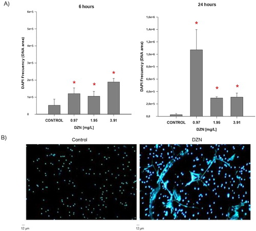 Figure 1. NETs release in fish exposed to diazinon (DZN). (A) NETs production in controls and fish exposed in vivo to 0.97, 1.95, and 3.91 mg/L DZN for 6 and 24 h (n = 7). Data were analysed by one-way analysis of variance and Dunn’s test. *Statistically significant difference in NETs production in fish exposed with respect to control group (p < .05). Each bar represents ± SD; values were calculated after measuring ten randomly selected microscopic fields. (B) Representative image of NETs (stained with DAPI) from control neutrophils (not exposed to DZN) and exposed to 0.97 mg/L DZN for 24 h. Scale bar 12 µm.