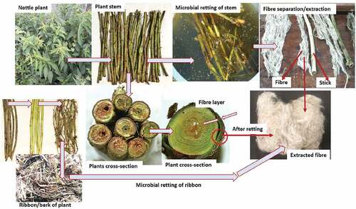Figure 3. Picture of nettle plant & stem, and extracted fiber from the stem.
