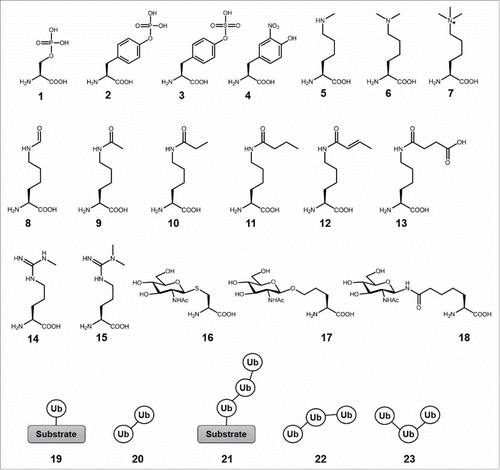 Figure 1. Types of PTMs accessed by chemical biology approaches. Chemical structures of the modified amino acids are shown. 1, phospho-Ser; 2, phospho-Tyr; 3, sulfo-Tyr; 4, nitro-Tyr; 5, monomethyl-Lys; 6, dimethyl-Lys; 7, trimethyl-Lys; 8, formyl-Lys; 9, acetyl-Lys; 10, propionyl-Lys; 11, butyryl-Lys; 12, crotonyl-Lys; 13, succinyl-Lys; 14, monomethyl-Arg; 15, dimethyl-Arg; 16, O-GlcNAc mimic; 17, O-GlcNAc homo-Ser; 18, N-GlcNAc mimic; 19, mono Ub; 20, di Ub; 21, homotypic Ub chain; 22, mixed Ub chain; 23, branched Ub chain.