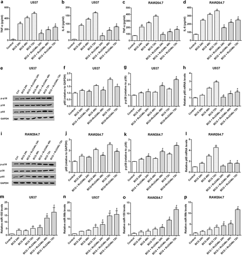 Fig. 2 Effect of Rv2346c on cytokine production, p65 expression, p38 phosphorylation, and miR-155 and miR-99b levels.U937 and RAW264.7 cells were infected with BCG (MOI 1/5) and cells in the BCG + Rv2346c groups were also treated with Rv2346c (500 pg/ml). After incubating for 24, 48, or 72 h, cell culture supernatants were collected and examined using ELISA assay (a–d); total protein was extracted and estimated via western blot (e, f, g, i, j, k); total RNA was extracted and analyzed via qRT-PCR (h, l, m–p). GAPDH and p38 were used as loading controls for protein expression analysis. Protein bands were scanned and the intensity was determined. The results are representative of three independent experiments. Data are presented as the means ± SD. *P < 0.05 vs. control group; #P < 0.05 vs. BCG group of the same infection time