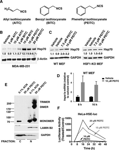 FIG 1 PEITC is a robust inducer of the heat shock response. (A) Chemical structures of allyl isothiocyanate (AITC), benzyl isothiocyanate (BITC), and phenethyl isothiocyanate (PEITC). (B and C) MDA-MB-231 cells (2.5 × 105 per well) (B) or mouse embryonic fibroblasts (MEF, 2 × 105 per well) (C) growing in six-well plates were exposed to vehicle (0.1% acetonitrile), AITC, BITC, or PEITC for 16 h. Cells were lysed in RIPA buffer, and proteins were resolved by SDS-PAGE, transferred to Immobilon-P membranes, and probed with an antibody against Hsp70. The levels of glyceraldehyde-3-phosphate dehydrogenase (GAPDH) served as loading control. (D) Wild-type MEF cells (2 × 105 per well) in six-well plates were exposed to vehicle (0.1% acetonitrile) or PEITC for 8 or 16 h. The cells were lysed, and the total RNA was extracted and reverse transcribed into cDNA. The mRNA levels for hspa1a were quantified using real-time PCR. The data were normalized using β-actin as an internal control. (E) MDA-MB-231 cells (2 × 106 per well) growing in 10-cm dishes were exposed to vehicle (0.1% acetonitrile) or 20 μM PEITC for 3 h. The cells were then fixed with 0.4% (wt/vol) paraformaldehyde. Cell lysates were subjected to nuclear (N) and cytoplasmic (C) separation, and proteins were resolved by SDS-PAGE (10% gel), transferred to Immobilon-P membranes, and probed with an antibody against HSF1. The levels of lamin B2 and GAPDH served as fraction purity indicators and as loading controls. (F) HeLa-HSE-luc cells (1.3 × 105 per well) stably transfected with the luciferase gene under the control of the HSP70.1 promoter were grown in 12-well plates and exposed to vehicle (0.1% acetonitrile) or PEITC. The luciferase activity was determined in cell lysates. The relative luminescence units (RLU) were quantified and normalized with respect to the vehicle control treatment. Data represent means ± the SD and are expressed as the ratio of the relative transcripts in treated to the control samples.