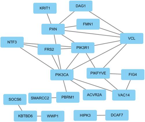 Figure 6 Calculate the interaction score between each protein through the STRING network, with 0.4 as the cut-off value, and select 20 highly correlated proteins.