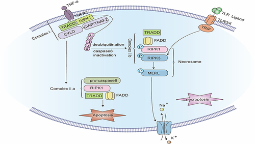 Figure 4 Signaling pathway of Ferroptosis. Extracellular Fe3+ is integrated with transferrin receptor 1 (TfR1) and then transported into the endosome, where it is lowered to Fe2+. Fe2+ is transported by divalent metal transporter-1 (divalent metal transporter 1, DMT1) and stored in the labile iron pool (LIP) in the cytoplasm. Nuclear receptor co-activator 4 (NCOA4) can transport ferritin to autophagosomes for lysosomal degradation and release Free iron. When iron metabolism is unbalanced, over-accumulated iron in cells will partake in lipid peroxidation via the Fenton reaction and iron-dependent enzymes such as lipoxygenases (LOXs). Acyl-CoA synthetase long-chain family member 4 (ACSL4) and lysophosphatidylcholine acyltransferase 3 (LPCAT3) are major enzymes that control the percentage of polyunsaturated fatty acids (PUFA) in phospholipid membrane, which identifies the difficulty of lipid peroxidation. PUFA in membrane phospholipids is oxidized to phospholipid hydroperoxides (PLOOH) by the Fenton reaction or LOXs enzymatic reaction. GPX4 is a glutathione (GSH)-dependent enzyme that converts GSH into oxidized glutathione (GSSG) while reducing PLOOH to PL-OH, reducing oxidative stress, thereby negatively regulating ferroptosis. System Xc- consists of two subunits: the solute carrier family 3 member 2 (SLC3A2) and the solute carrier family 7 member 11 (SLC7A11). It is the common transport mode of cysteine, the main synthetic raw material of GSH. Inhibition of System Xc- will cause the depletion of GSH and the inactivation of GPX4, thus aggravating ferroptosis.