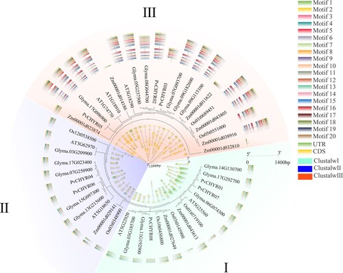 Figure 4. The evolution, motifs, and gene structure analysis of CHYR members in five species, Arabidopsis, rice, maize, soybean, and common bean. Different colored backgrounds represent different subgroups. The outer ring is the motif analysis, while the inner ring is the gene structure analysis of CHYR members.
