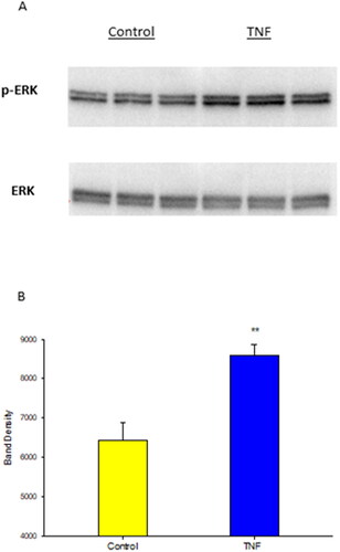 Figure 8. The effect of TNF-α on phosphorylated ERK 1,2 expression in Calu-3 cell layers. Confluent cell layers were treated with TNF-α for 30 minutes and then harvested as described in Materials and Methods. Western immunoblot images of p-ERK and MAPK-ERK are shown (A). Data shown represent optical densities of p-ERK expressed as the mean ± SE of 3 cell layers. **P < 0.01 vs. control (Student’s t-test, two-tailed).