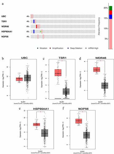 Figure 4. Hub genes mutation and expression analyses in DLBCL (cBioPortal and GEPIA2 databases) (a) Summary of alterations in hub genes in DLBCL. (b-f) Expression of hub genes in DLBCL and normal tissues. (b) UBC; (c) TSR1; (d) WDR46; (e) HSP90AA1; and (f) NOP56. (Red represents DLBCL tissue, gray represents normal tissue, *P < 0.05).