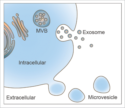 Figure 1. Illustration of extracellular vesicles secreted from cells. Exosomes are formed from multivesicular bodies (MVBs) during endosomal maturation and are secreted by fusion of MVBs with the cytomembrane. Microvesicles (MVs) are directly releasing from the cell membrane outward budding.