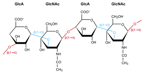 Figure 1. Hyaluronic acid chain showing repeating structure of D-glucuronic acid (GlcA) and N-acetyl-D-glucuronic acid (GlcNAc). The β linkages between residues are marked as well.