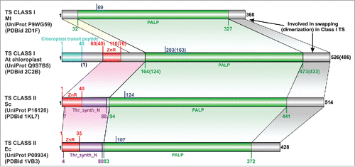 Figure 1. The domain boundaries in representative threonine synthase (TS) structures. Location of the lysine that binds PLP is marked in blue. Equivalent region in all TS joined by colored arrays. Abbreviations: Mt- Mycobacterium tuberculosis, At- Arabidopsis thaliana, Sc- Saccharomyces cerevisiae, Ec- Escherichia coli, Thr_syn_N- Threonine synthase N terminus (PF14821), ZnR- zinc ribbon, PALP- Pyridoxal-phosphate dependent enzyme catalytic domain (PF00291). In the case of A. thaliana, the residue numbers inside brackets “()” indicate the numbers in the PDB structure, while those outside correspond to the UniProt sequence.