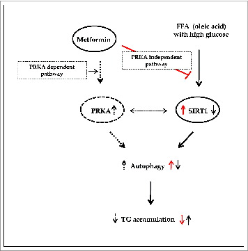 Figure 10. Summary of working thesis of the study. See the text for details.