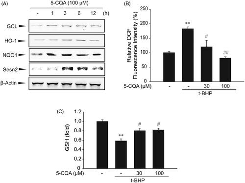 Figure 2. Effect of 5-CQA on expression of Nrf2 target genes. (A) Time course of Nrf2 target gene expression by 5-CQA. HepG2 cells were treated with 100 μM 5-CQA for 0 to 12 h. Glutamate-cysteine ligase (GCL), hemeoxygenase 1 (HO-1), NAD(P)H: quinone oxidoreductase 1 (NQO1) and Sestrin2 (Sesn2) were immunoblotted from the lysates of cells. (B) Effect of 5-CQA on tert-butyl hydroperoxide (t-BHP)-induced ROS production. HepG2 cells were treated with 500 μM t-BHP and/or 0–100 μM 5-CQA. Cells were stained with 10 μM DCFH-DA for 30 min at 37 °C. (C) Measurement of intracellular GSH. GSH was analysed in lysates of cells treated with 500 μM t-BHP and/or 0–100 μM 5-CQA. Data represent the mean ± SE of four replicates, where statistically significant differences between each treatment group and the control were defined by **p < 0.01 for vehicle-treated control and #p < 0.05 or ##p < 0.01 for t-BHP alone.