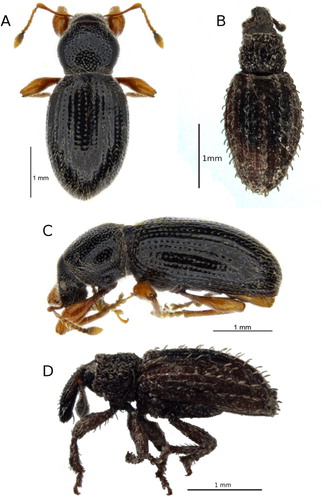 Figure 1 Habitus photographs of introduced weevils. A, Exomias pellucidus, dorsal; B, Orthochaetes setiger, dorsal; C, E. pellucidus, lateral; D. O. setiger, lateral.