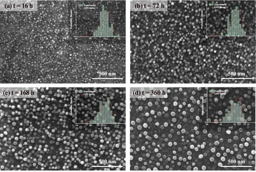 Figure 2. SEM images of the γ′ precipitates in the Al3Ti3 alloy after aging at 800°C for (a) 16 h, (b) 72 h, (c) 168 h and (d) 360 h; The corresponding statistical particle size distribution of the experimental data and the prediction of the LSW model were also shown as insets.