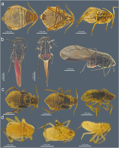 Figure 21. Morphological features of dorsal, ventral and lateral sides of alive specimens of Sinolachnus on the basis of S. yushanensis: (a) apterous viviparous females, (b) alate viviparous females, (c) alatoid nymph, (d) first instar larva.