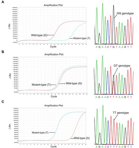 Figure 1 Detection of variants of the ABCG2 rs2231142 using allele-specific polymerase chain reaction (AS-PCR) and sanger sequencing (right panel). Real-time PCR amplification plots (left panel) and genotype verifications using sequencing were presented in GG genotype (A), GT genotype (B) and TT genotype (C) of the rs2231142. The same set of DNA samples were used for AS-PCR and DNA sequencing.