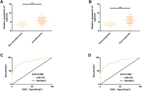 Figure 3 Expression and predictive value of miR-210 in hepatic metastasis, recurrence and poor prognosis of colon carcinoma. (A) miR-210 was evidently up-regulated in patients with hepatic metastasis and recurrence of colon carcinoma. (B) miR-210 was evidently up-regulated in patients with poor prognosis. (C) ROC curve of miR-210 predicting hepatic metastasis and recurrence of colon carcinoma. (D) ROC curve of miR-210 predicting poor prognosis of hepatic metastasis from colon carcinoma.