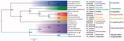 Figure 1. Bayesian phylogenetic tree of 19 Hymenoptera species. The posterior probabilities are labeled at each node. Genbank accession numbers of all sequence used in the phylogenetic tree have been included in Figure 1 and corresponding to the species names.