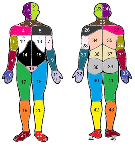 Figure 2 Preshaded manikins used to define the 23 APSs; each area of the same color corresponds to the same APS in the front and the back of the body.