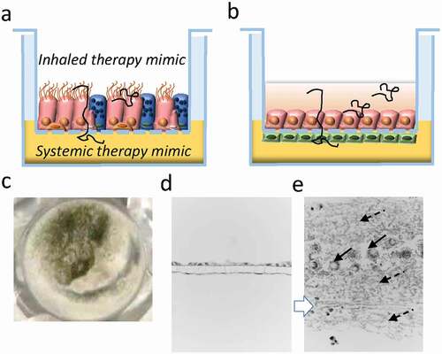 Figure 2. Preclinical in vitro assay method for inhaled antifungals. a) air-liquid interface cultured pseudostratified epithelium (nasal, bronchial, small airway). b) bilayer alveolus model [Citation98]. Black freeform scribble: fungus body. c) A. fumigatus infection in bilayer (apical phase). Histology of alveolus model d) non-infected, e) 48 h post infection with A. fumigatus conidia. Solid arrow: Conidial head and conidiophore, Dotted arrow: hyphae and foot cell, White arrow: original endothelial and epithelial cell bilayer.