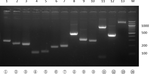 Figure 4. Agarose gel electrophoresis of the PCR reactions for multiple-site mutagenesis following the procedure described in Figure 3. The primers used for DNA synthesis and the expected length of the DNA products are: Lane 1, ERCC8EEcoRIfw/ERCC8EC84SC88Srv, 270 bp; Lane 2, ERCC8EC84SC88Sfw/ERCC8EC157SC171SC178Srv, 244 bp; Lane 3, ERCC8EC157SC171SC178Sfw/ERCC8C222Srv, 220 bp; Lane 4, ERCC8C222Sfw/ ERCC8C252Srv, 116 bp; Lane 5, ERCC8C252Cfw/ERCC8C288SC301SC303Srv, 134 bp; Lane 6, ERCC8C288SC301SC303Sfw/ERCC8C339SC340SC356Srv, 181 bp; Lane 7, ERCC8C339SC340SC356Sfw/ERCC8HindIIIrv, 204 bp; Lane 8, ERCC8EEcoRIfw/ERCC8EC157SC171SC178Srv, 587 bp; Lane 9, ERCC8EC157SC171SC178Sfw/ERCC8C252Srv, 310 bp; Lane 10, ERCC8C252Sfw/ERCC8C339SC340SC356Srv, 289 bp; Lane 11, ERCC8EEcoRIfw/ERCC8C252Srv, 773 bp; Lane 12, ERCC8C252Sfw/ERCC8HindIIIrv, 463 bp; Lane 13, ERCC8EEcoRIfw/ERCC8HindIIIrv, 1209 bp. M, DNA ladder (Qiagen, Germantown, MD, USA). DNA samples were electrophoresed in 2% agarose gel.