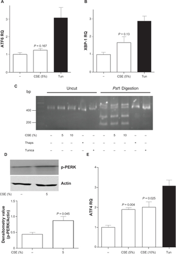 Figure 2 Cigarette smoke extract exposure appears to induce CHOP expression in an ATF4 signaling cascades in SAE cells. A) AFT6 and B) XBP-1 levels were examined in SAE cells by qPCR, following 5% CSE exposure for 24 hours. C) XBP1 PCR samples were examined on 3% agarose gel uncut or following Pst1 digestion. SAE cells were exposed to CSE (5 or 10%), thapsigargin or tunicamycin for 3 hours. XBP1 splicing was examined on uncut and Pst1 digested XBP1 amplified cDNA. D) Phosphorylation of PERK was examined by Western blot following small airway epithelial cells exposed to 5% cigarette smoke extract for 1 hour. Densitometry confirmed an increase in phosphorylation of PERK. E) ATF4 levels were examined in SAE cells by qPCR, following 5% and 10% CSE exposure for 24 hours.