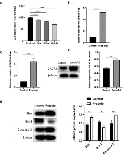 Figure 1. Up-regulated expression of miR-9-5p and CXCR4 are found in NSCs under propofol treatment. (a) The viability of NSCs after 6 h of propofol treatment was examined by the CCK-8 assay kit. (b and c) The mRNA expression of miR-9-5p and CXCR4 in NSCs after 6 h of propofol treatment was examined by RT-qPCR. (d) The protein bands of CXCR4 and β-actin and protein expression of CXCR4 in NSCs after 6 h of propofol treatment were examined by Western blot analysis. (e) The protein expressions of Bax, caspase-3, and Bcl-2 were measured by Western blot analysis. The experiment was repeated three times; the significance of difference between means was analyzed for multiple comparisons by the analysis of variance; the data between two groups was analyzed using the student’s t-test, *P < 0.05; **P < 0.01, ***P< 0.001, ****P< 0.0001; CCK-8 kit, Cell Counting Kit-8; NSCs, neural stem cells; CXCR4, CXC chemokine receptor-4; miR-9-5p, microRNA-9-5p; RT-qPCR, reverse transcription-quantitative polymerase chain reaction; Bax, Bcl-2-associated X protein; Bcl-2, B-cell lymphoma 2.