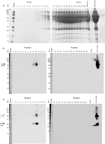 Fig. 3.  Presence of proteins, CD63 and CD9 in collected fractions. a) The presence of proteins in each fraction determined by loading 20 µL on PAGE gels. The molecular weight of albumin is 66 kDa. b,c) Presence of tetraspanins in the different fractions was studied by Western blot, with 4 µg protein used per fraction. First, the presence of CD63 was shown (53 kDa, panel b), and next the presence of CD9 was shown (24 kDa, panel c). The tetraspanin bands are indicated by arrows in panels b and c. Platelet lysate was used as positive control.