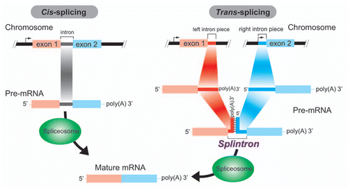 Figure 1 Depiction of intron splicing processes in Giardia. Left: Cis-splicing of a canonical spliceosomal intron. A single, continuous pre-mature mRNA (pre-mRNA) including introns is transcribed from a single locus in a genome. An arrow indicates the transcription initiation site at the 5′ upstream region of exon 1. Canonical introns are then cis-spliced by spliceosomes. Right: Trans-splicing of a splintron. Two poly-A+ pre-mRN As including a “left splintron piece” and a “right splintron piece” are independently transcribed from two distant loci in the genome (two different transcription initiation sites are highlighted by arrows). As the pre-mRNA forms an intermolecular stem structure, the pre-mRNA complex can be recognized as the substrate for spliceosomes.