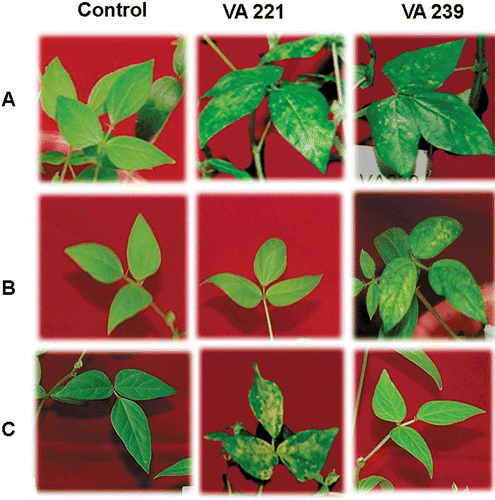 Fig. 1. A) ML-558 (Field susceptible genotype) reaction to VA 221 and VA 239 strains. B) SP 84 (Field resistant genotype) reaction to VA 221 and susceptible reaction to VA 239. C) ML 818 (Field resistant genotype) susceptible reaction to VA 221 and resistant reaction to VA 239.