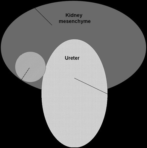 Figure 1 Schematic representation of the expression pattern of the Wnt family members in the embryonic kidney. The Wnt-6, -7b, -9b and -11 genes are expressed in the epithelial ureteric bud that will form the future collecting duct of the kidney. Of these, Wnt-9b serves as a signal mediating reciprocal inductive signalling from the ureteric bud to the kidney mesenchyme to trigger nephrogenesis, while Wnt-11 controls ureteric bud branching morphogenesis to create the collecting duct tree. Wnt-4 is the only Wnt family member that has so far been found to be expressed in the pretubular mesenchymal cells. Wnt-4 is essential for controlling nephrogenesis. Wnt-2b gene is transiently expressed in the perinephric mesenchyme and may control ureteric branching from the mesenchymal periphery.Citation5