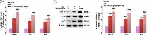 Figure 3. The effect of Omarigliptin on the expressions of BMP-2, Ocn, and ALP in MC3T3‑E1 cells. The cells were cultured with osteogenic medium (OM) and Omarigliptin (20 μM). (a) The mRNA BMP-2, Ocn, and ALP; (b) The Protein expression level of BMP-2, Ocn, and ALP (****, P < 0.0001 vs. vehicle group; ###, P < 0.001 vs. OM treatment group, n = 5–6)
