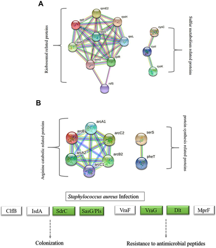 Figure 3 String network of DEPs of MRSE in PS stress. Colored lines between the proteins indicate the various types of interaction evidence. Structure which is drawn in the protein nodes indicated the availability of 3D protein structure information. (A) String network of up-regulated proteins (B) String network of down-regulated proteins.