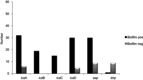 Figure 4 Distribution of biofilm formation genes among biofilm producer and nonbiofilm producer S. epidermidis isolated.Abbreviations: ica, intercellular adhesion; aap, accumulation-associated protein; bhp, biofilm associated protein; Biofilm pos, biofilm positive; Biofilm neg, biofilm negative.