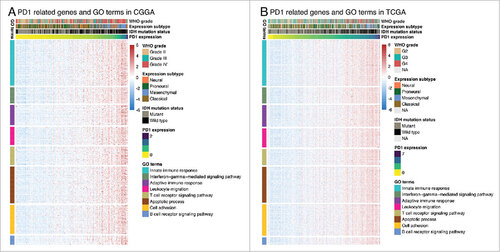 Figure 3. PD-1 related biological process by gene ontology analysis in CGGA (A) and TCGA (B) datasets.