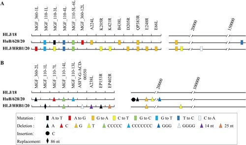 Figure 1. Genetic changes of new field prevalent ASFVs compared with HLJ/18. The whole genome sequences of genotype II field isolates HuB/628/20 and HLJ/HRB1/20 were respectively compared with HLJ/18 for nucleotide mutations (A), nucleotide deletions, insertions, and replacements (B). The names of the ORFs are shown at the top of each panel.