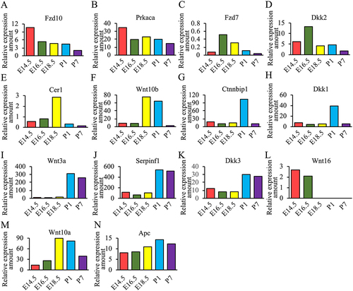 Figure 2. Specific expression of WNT signaling pathway genes in different developmental stages of tooth germs (E14.5–P7).