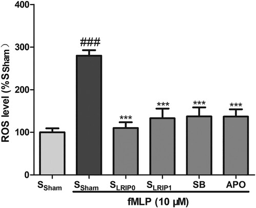 Figure 2. The inhibiting effects of LRIP serum on intracellular superoxide generation from neutrophils. Neutrophils were cultured with RPMI 1640 containing SSham, SLRIP0 or SLRIP1 serum for 24 h, followed by incubating with DMSO, Apocynin (100 μM) for 15 min or incubated with SB203580 (10 μM) for 30 min, then activated with fMLP (10 μM) for 10 min. Data are expressed as mean ± SEM, n = 5, ###P < .001 vs. SSham *** P < .0001 vs. SSham + F.