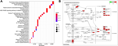 Figure 8 KEGG enrichment analysis and pathway map. (A) KEGG enrichment analysis of the target genes. Gene ratio refers to the ratio of enriched genes to all target genes. Counts refer to the number of the enriched genes. (B) Pathway map of fluid shear stress and atherosclerosis as the most significant enriched pathway.