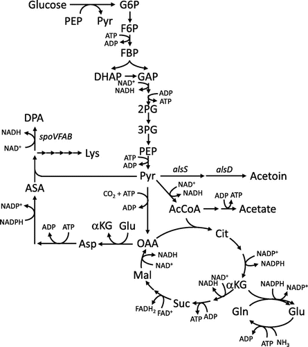 Fig. 1. Central carbon metabolic pathways with DPA biosynthetic pathways in B. subtilis.Notes: G6P, glucose-6-phosphate; F6P, fructose-6-phosphate; FBP, fructose-1,6-bisphosphate; DHAP, dihydroxyacetone phosphate; 2PG, 2-phosphoglycerate; 3PG, 3-phosphoglycerate; PEP, phosphoenolpyruvate; Pyr, pyruvate; AcCoA, acetyl-CoA; Cit, citrate; αKG, α-ketoglutarate; Suc, succinate; Mal, malate; OAA, oxaloacetate; Glu, glutamate; Asp, aspartate; ASA, aspartate semialdehyde; Lys, lysine.