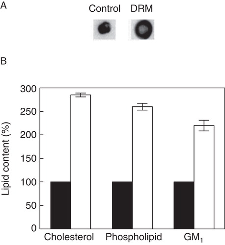 Figure 3. Quantitative analysis of lipid contents in DRM fractions of cell membranes. (A) Representative dot blots of GM1 in control membranes and DRMs. (B) Lipid contents in control membranes (black bars) and DRM fractions (white bars). Values are expressed as percentages of lipid contents in control membranes, normalized to total protein content of respective membranes. GM1 was estimated by densitometric analysis of dot blots using Bio-2D+ software (Bio-Rad). Data represent means ± SE of at least three independent experiments. See Methods for other details.