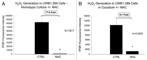 Figure 4. The antioxidant NAC decreases hydrogen peroxide generation in BRCA1-null ovarian cancer cells. (A and B) Homotypic UWB1.289 cell cultures and co-cultures with human BJ-1-GFP fibroblasts (A and B, respectively) were performed for 5 d. Vehicle or 10 mM NAC was then added every 24 h to the cell culture media starting 48 h prior to measurement of H2O2 generation with PFBS-F. Six hours prior to measurement, the media was changed to HBSS with and without 10 mM NAC. Note that addition of NAC decreases the generation of H2O2 by 77.9-fold and 9.7-fold in UWB1.289 cells, in homo-typic cultures and in fibroblast co-cultures, respectively.