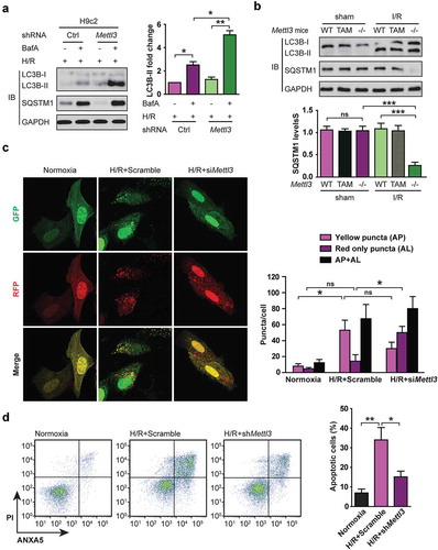 Figure 2. Upregulation of METTL3 impairs autophagic flux and enhances apoptosis in H/R-treated cardiomyocytes. (a) Representative images of western blots in H/R-treated H9c2 cells along with or without BafA incubation. The LC3B-I, LC3B-II, and SQSTM1 levels were determined by western blotting. Quantification of LC3B-II protein levels are shown (mean ± SD; n = 3; *P < 0.05 and **P < 0.01). (b) Representative images of western blots of the LC3B-I, LC3B-II, and SQSTM1 of heart tissues of injured region from Mettl3 wild-type and knockout mouse with or without focal I/R. (WT: Mettl3flox/flox MerCreMer+/+ treated with oil; TAM: Mettl3+/+ MerCreMer+/+ treated with tamoxifen; KO: Mettl3flox/flox MerCreMer+/+ treated with tamoxifen). Quantification of SQSTM1 protein levels are shown (mean ± SD; n = 6; ***P < 0.001 and ns: no significant difference). (c) NMVCs were transfected with adenovirus harboring tandem fluorescent mRFP-GFP-LC3 (Ad-LC3-NMVCs) for 24 h and then subjected to different treatments. Representative pictures of immunofluorescent NMVCs expressing mRFP-GFP-LC3 are shown. GFP dots are green, and mRFP dots are red. Semi-quantitative analysis of autophagosomes (AP/autophagosome: yellow dots in merged images) and autolysosomes (AL/autolysosome: red-only dots in merged images). (mean ± SD; n ≥ 35; *P < 0.05 and ns: no significant difference). (d) NMVCs were infected with an adenovirus siRNA for Mettl3 (Ad-siMettl3) and then cultured under H/R conditions or normoxia. Apoptosis analysis was performed, and representative flow cytometry images are shown. The percentage of apoptosis was increased significantly after H/R whereas knockdown of METTL3 attenuated the effects of H/R on NMVCs. Quantifications of apoptotic cell percentage were shown (mean ± SD; n = 3; *P < 0.05 and **P < 0.01). P values were calculated with student’s t-test.