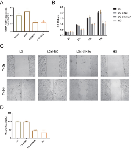 Figure 7 Knockdown of SIN3A reduces cell viability and impairs cell migration. (A) mRNA level validation of SIN3A knockdown efficiency. NC, negative control. (B) Optical density differences between LG group (5.5 mM glucose), LG+si-NC group, LG+si-SIN3A group, and HG group (20 mM glucose) at 0 h, 24 h, 48 h, and 72 h. *P < 0.05. **P < 0.01, compared to the LG group. (C) Representative images of scratch assays for the four groups. (D) Comparison of scratch closure rates among the four groups. ****P < 0.0001, compared to the LG group. The data were expressed as the means ± S.E.M. of three independent experiments.