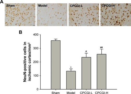 Figure 2 CPCGI prevents the loss of NeuN-positive neurons in the ischemic cortex penumbra post-MCAO in rats.