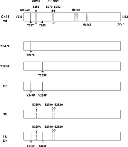 Figure 1 Schematic representation of the C-terminal domain of Cx43 showing the position of residues that were altered in these studies. Cx43wt is shown in the top panel with the Src tyrosine sites (Y247 and Y265) and the MAP kinase sites (S255, S279, and S282) indicated. The two helical regions in the C-terminal tail are also shown (Duffy et al. Citation2002), as well as the proline-rich (P) regions that overlap the MAP kinase sites and that provide interaction sites for the CIP85 protein (Lan et al. Citation2005) and the SH3 domain of Src (Kanemitsu et al. Citation1997). The C-terminal Ile382 residue involved in the interaction with ZO-1 and the juxtamembrane region near V236 that contains an interaction site for tubulin (Giepmans Citation2004) are also indicated. The phosphomimetic tyrosine (Y) to glutamic acid (E) mutations at Y247 or Y265 are shown in the second and third panels; the double (Db) tyrosine Src site mutant with phenylalanine (F) substitutions at Y247 and Y265 in the fourth panel; the triple serine to alanine (A) MAP kinase site mutant in the fifth panel (3S), and the MAP kinase/Src site mutant (3S Db) is shown in the final panel.