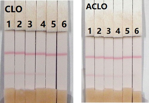 Figure 10. Result of CLO and ACLO spiked in pig urine. CLO and ACLO standard concentration: 1= 0 ng/mL; 2 = 0.1 ng/mL; 3 = 0.25 ng/mL; 4= 0.5 ng/mL; 5 = 1 ng/mL; and 6= 2.5 ng/mL.