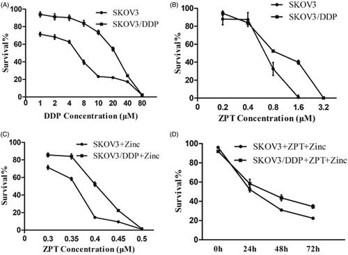 Figure 1. Effects of ZPT and Zinc on the proliferation of ovarian cancer cells. (A) Cells were treated with DDP at the concentration increases proportionally for 48 h. (B) Cells were treated with increasing concentrations of ZPT for 48 h. (C) Cells were exposed to a diverse concentration of ZPT and 40 μM Zinc (SKOV3) or 20 μM Zinc (SKOV3/DDP) for 24 h. (D) SKOV3 cells and SKOV3/DDP cultured in 0.35 μM ZPT and 40 μM Zinc (SKOV3) or 20 μM Zinc (SKOV3/DDP) for three days, and the daily changes of cell viability was shown. Results represent the mean ± SD from three independent experiments.