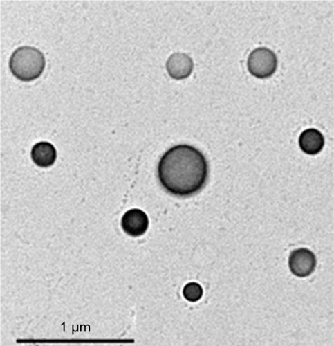 Figure 2 TEM images of the prepared FIN-NTF vesicles (F3).
