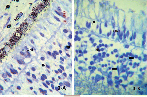 Figure 3. High-resolution, Toludine Blue-stained day 15 retinal sections. A, the section shows rod-shaped pigment granules and mostly oval nuclear morphology of the outer nuclear layer; B, the arrow marks the external limiting membrane stretching through the outer and inner segments of the photoreceptor cells. A few bipolar nuclei are identified in the inner nuclear layer (arrowheads). The bar shown at the bottom of the figure represents approximately in A, 10 μm. B, 15 μm.